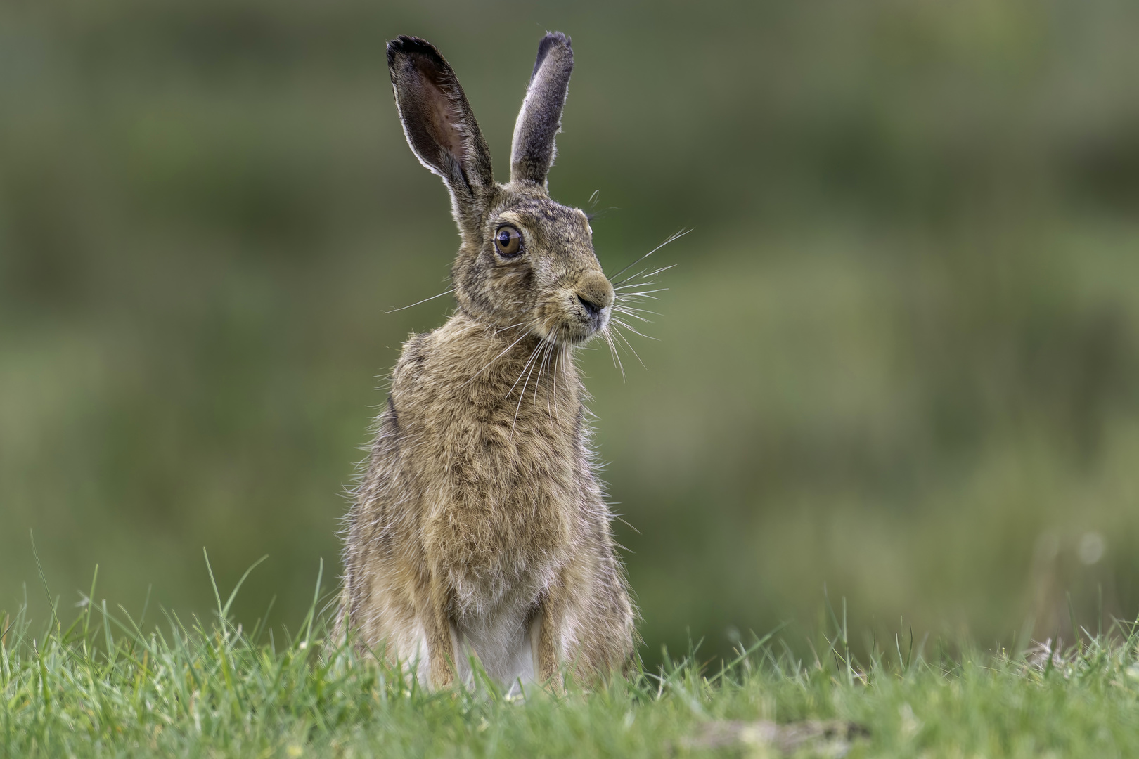 Feldhase (Lepus europaeus)