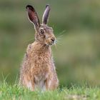 Feldhase (Lepus europaeus)