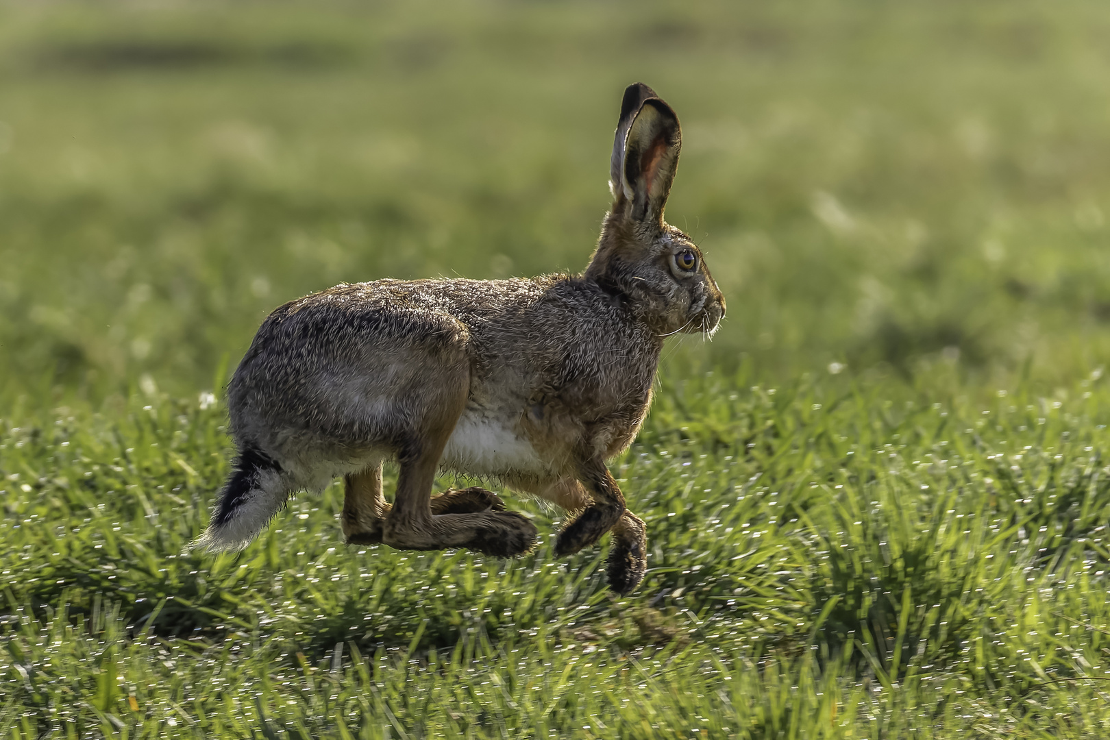 Feldhase (Lepus europaeus)