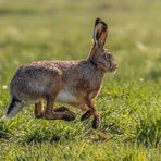 Feldhase (Lepus europaeus)