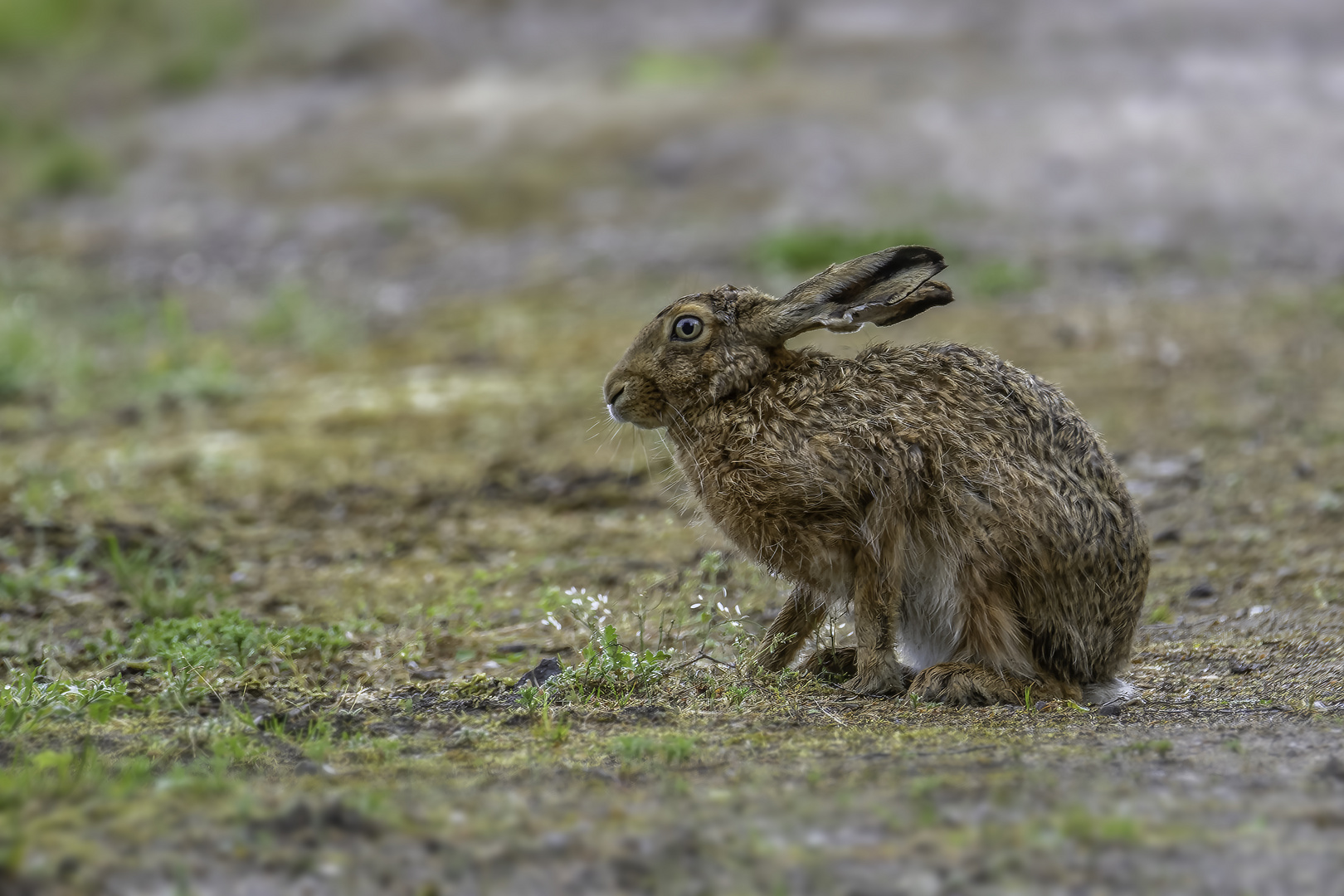 Feldhase (Lepus europaeus)