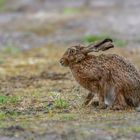 Feldhase (Lepus europaeus)