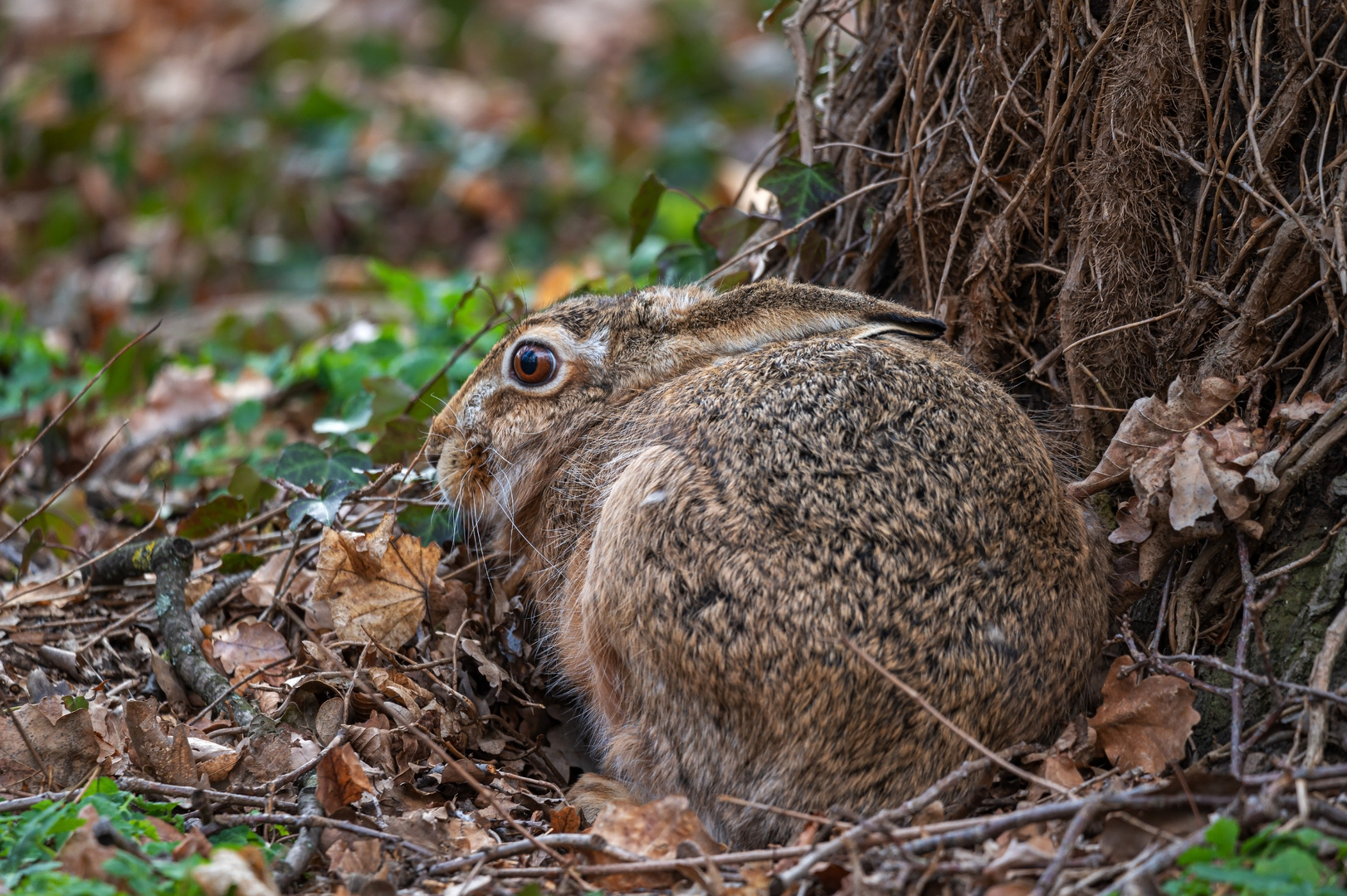 Feldhase (Lepus europaeus)