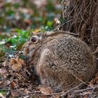 Feldhase (Lepus europaeus)