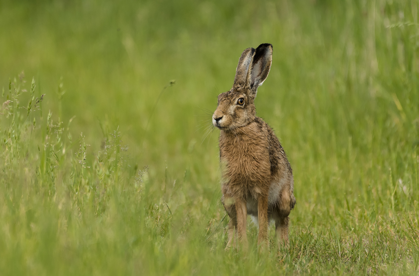 Feldhase (Lepus europaeus)