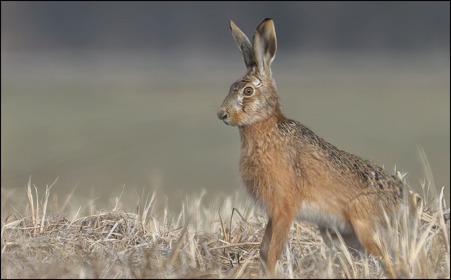 Feldhase (Lepus europaeus) 