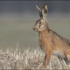 Feldhase (Lepus europaeus) 