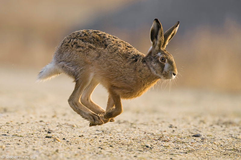 Feldhase (Lepus europaeus) von Bernd Wendland 