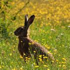 Feldhase Lepus europaeus