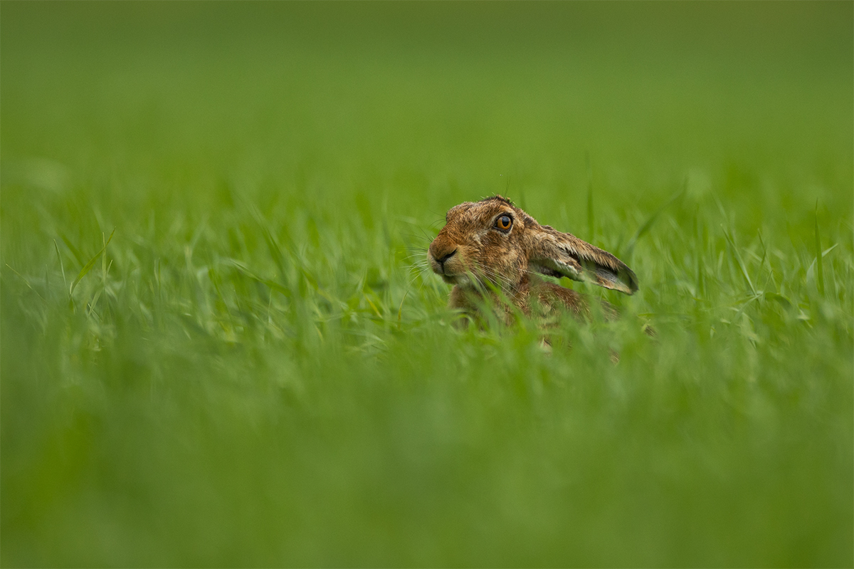 Feldhase (Lepus europaeus)