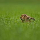 Feldhase (Lepus europaeus)