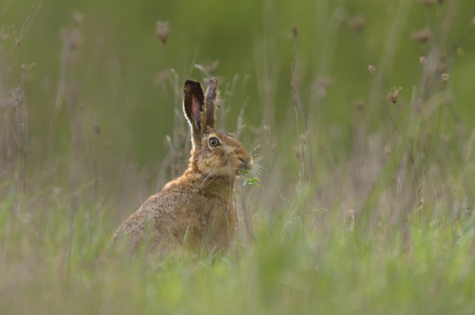 ~Feldhase (Lepus europaeus)~