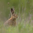 ~Feldhase (Lepus europaeus)~