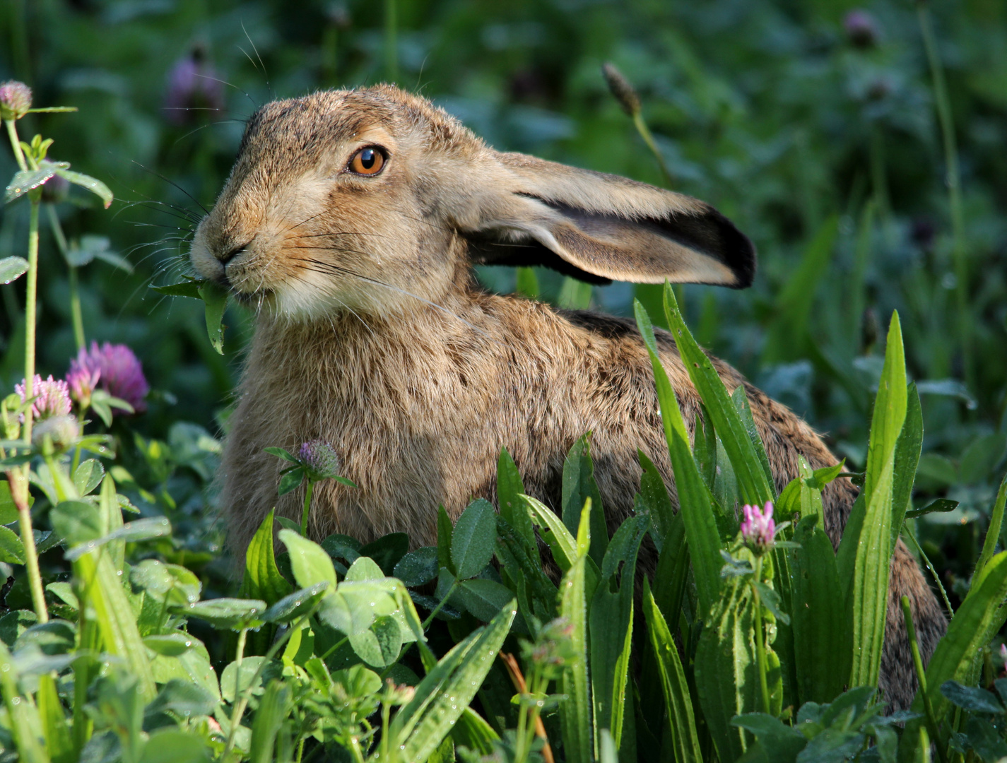 Feldhase (Lepus europaeus) Foto & Bild tiere, wildlife, säugetiere