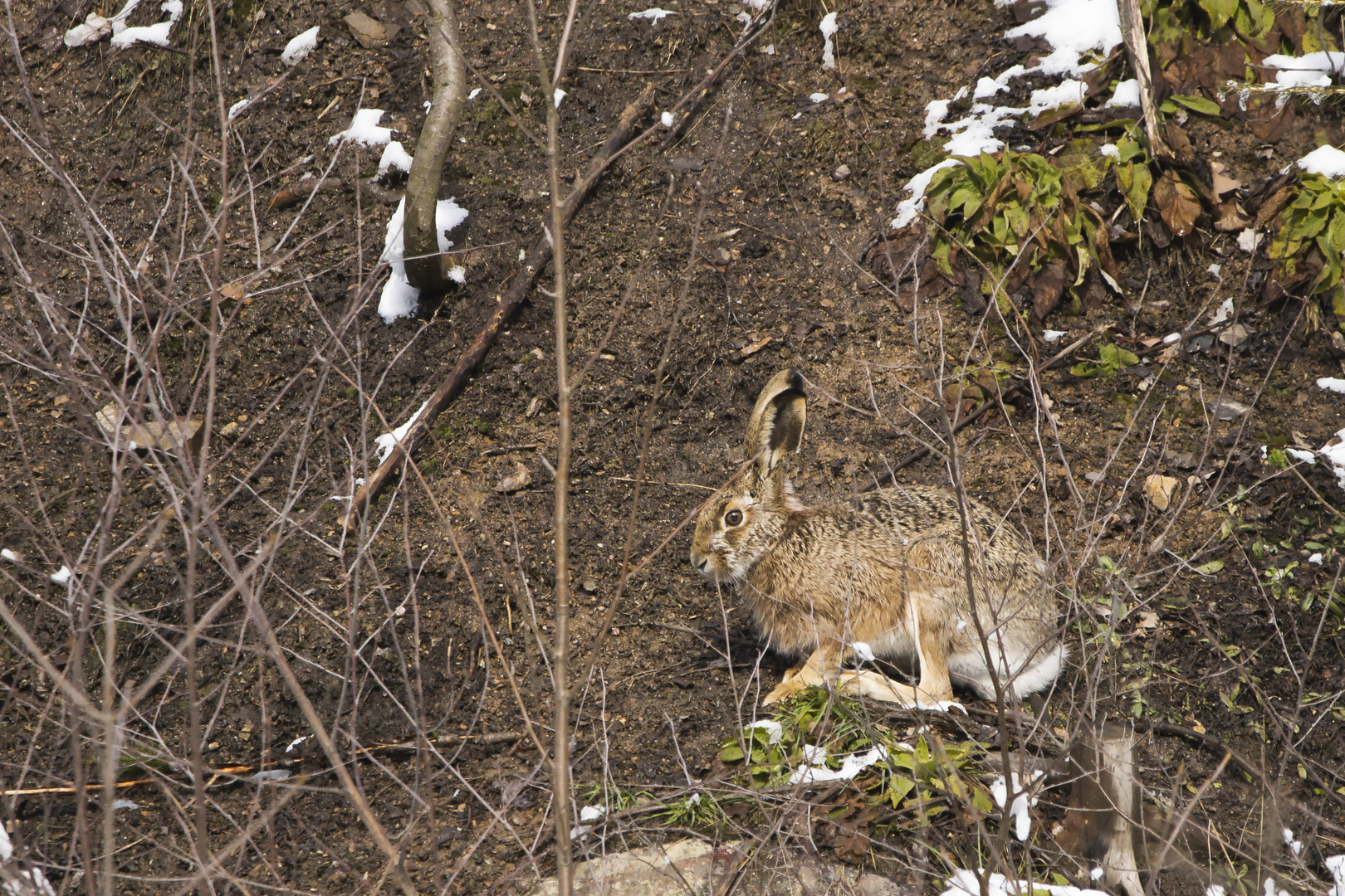 Feldhase ( Lepus europaeus )