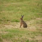 Feldhase (Lepus europaeus)