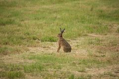 Feldhase (Lepus europaeus)