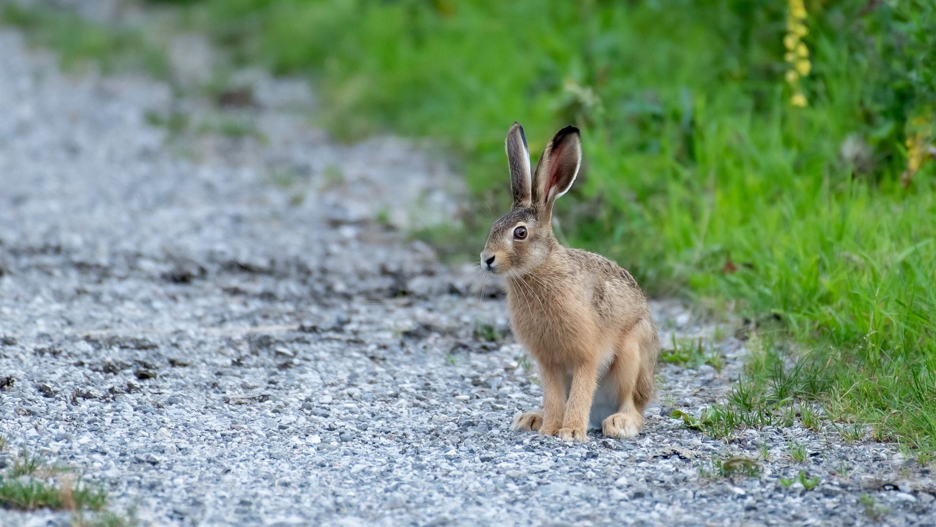 Feldhase (Lepus europaeus)