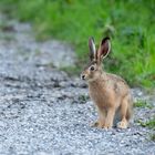 Feldhase (Lepus europaeus)