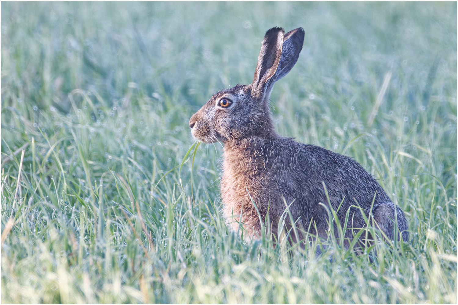 Feldhase (Lepus europaeus)