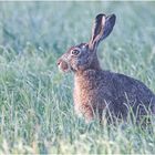 Feldhase (Lepus europaeus)