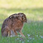 Feldhase | Lepus europaeus