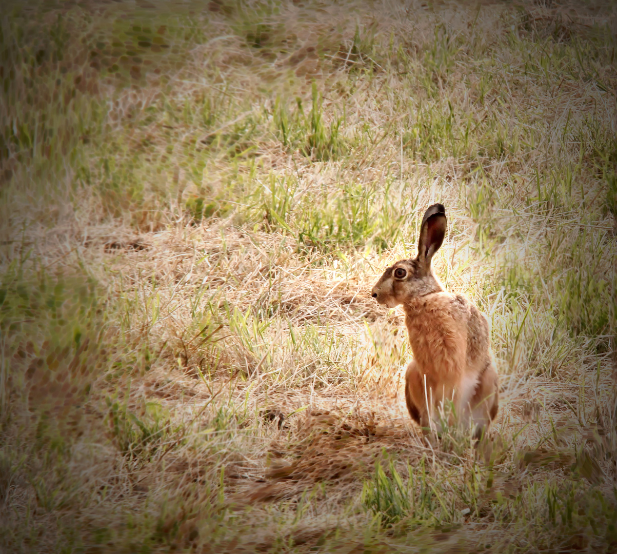 Feldhase (Lepus europaeus)