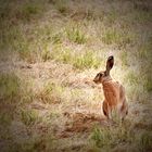 Feldhase (Lepus europaeus)