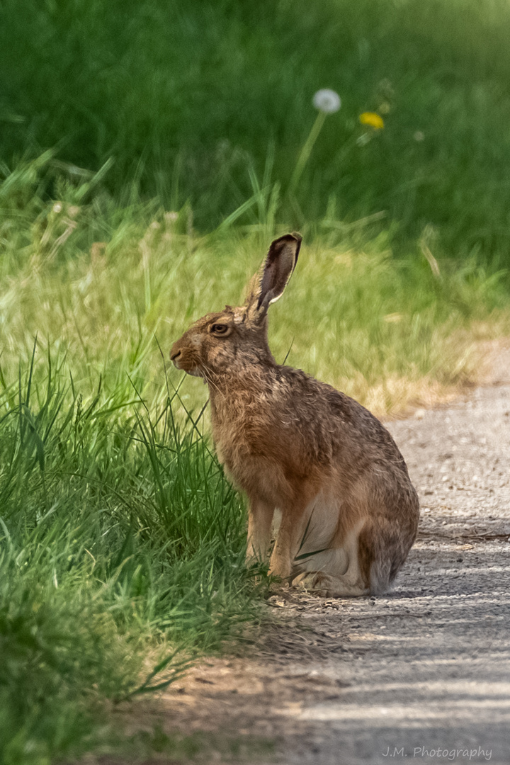 Feldhase (Lepus europaeus) 