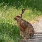 Feldhase (Lepus europaeus) 