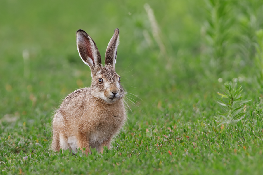 Feldhase (Lepus europaeus)