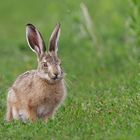 Feldhase (Lepus europaeus)