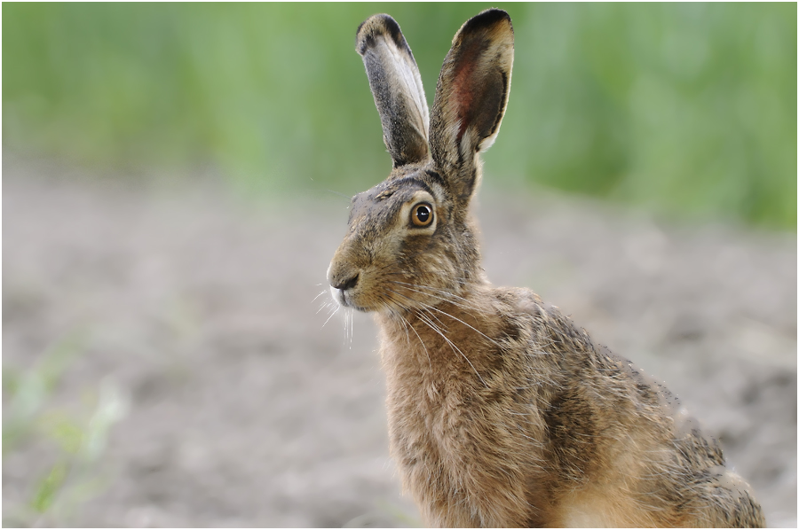 Feldhase (Lepus europaeus)