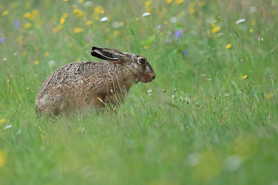 Feldhase - Lepus europaeus