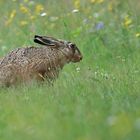 Feldhase - Lepus europaeus