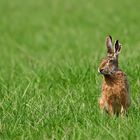 Feldhase - Lepus europaeus