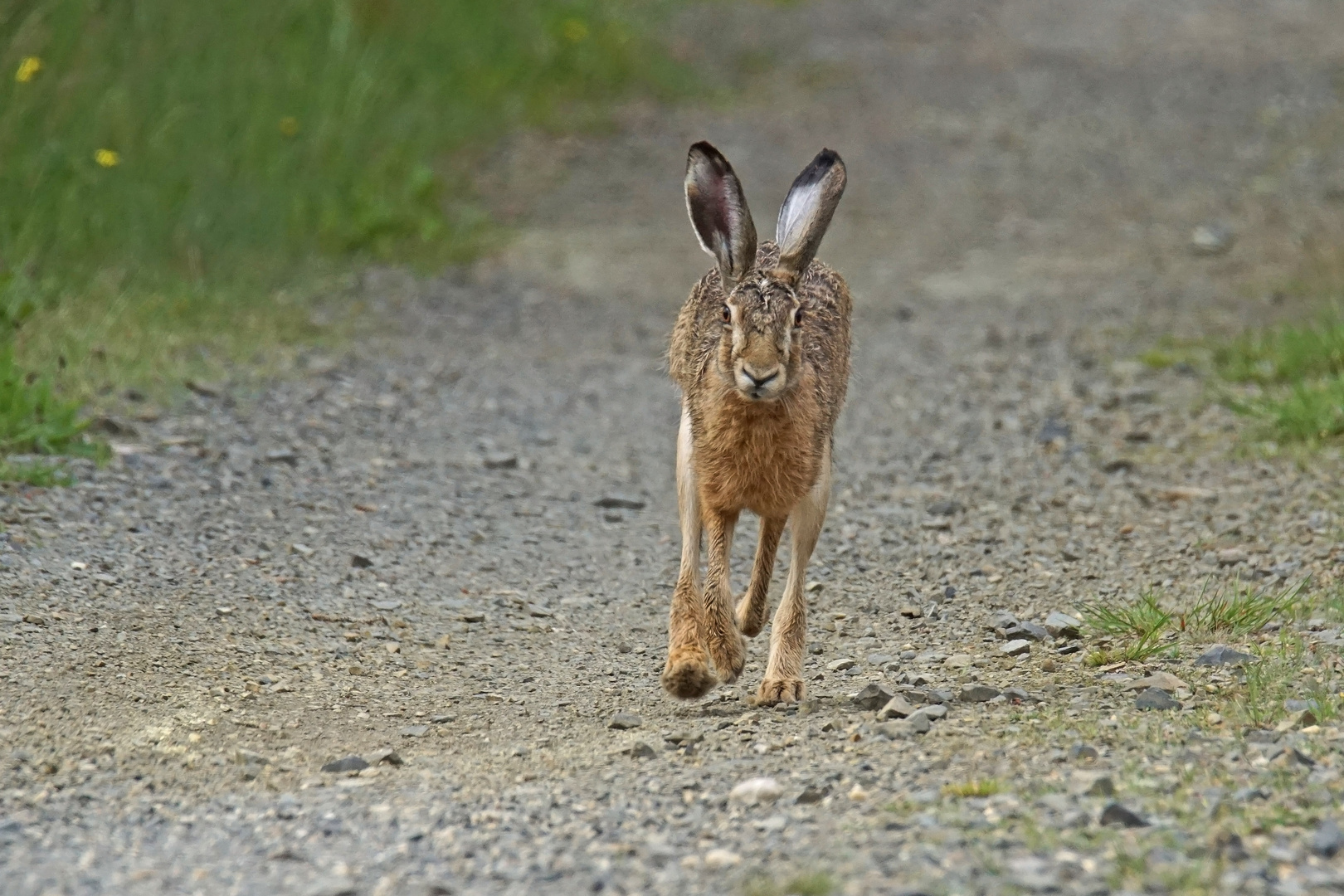 Feldhase (Lepus europaeus)