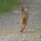 Feldhase (Lepus europaeus)