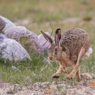 Feldhase (Lepus europaeus)