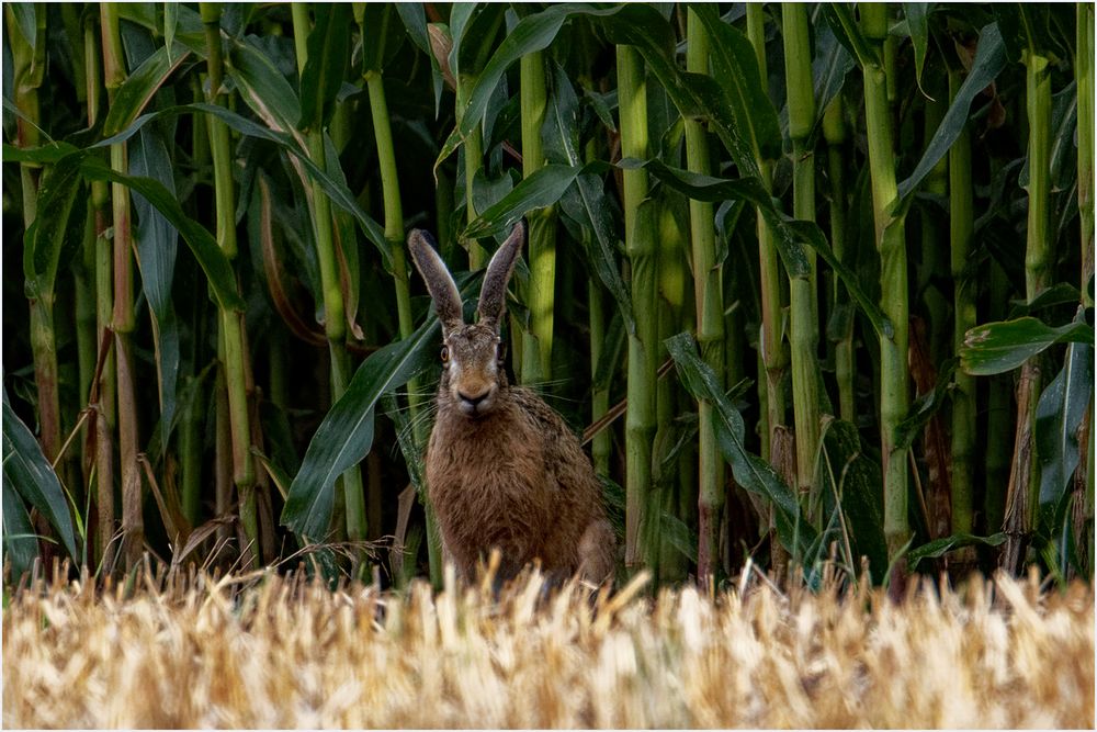 Feldhase ( Lepus europaeus)