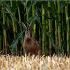 Feldhase ( Lepus europaeus)