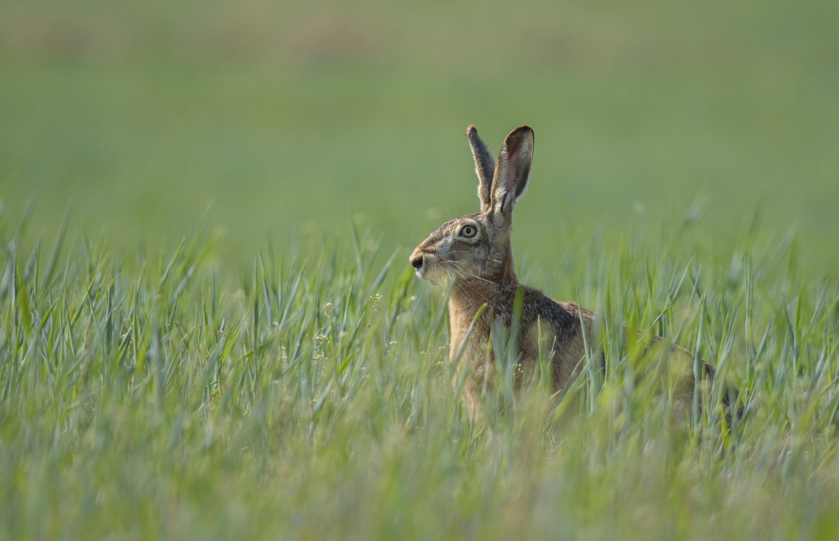 ~Feldhase (Lepus europaeus)~