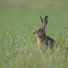 ~Feldhase (Lepus europaeus)~