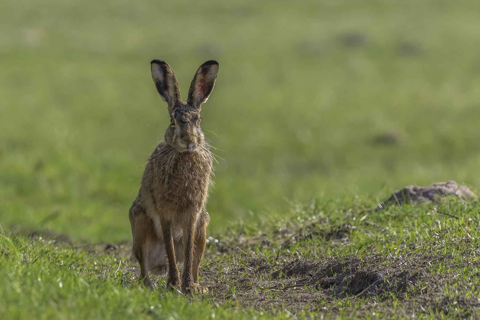 Feldhase (Lepus europaeus)