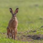 Feldhase (Lepus europaeus)