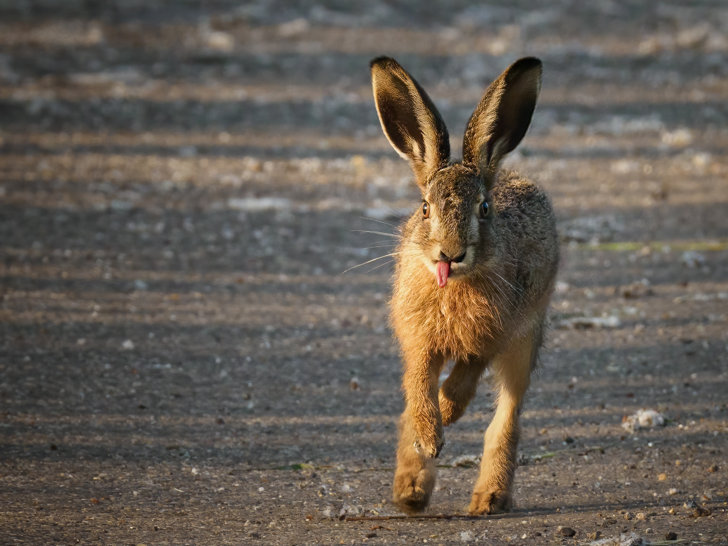 Feldhase (Lepus europaeus)