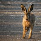 Feldhase (Lepus europaeus)