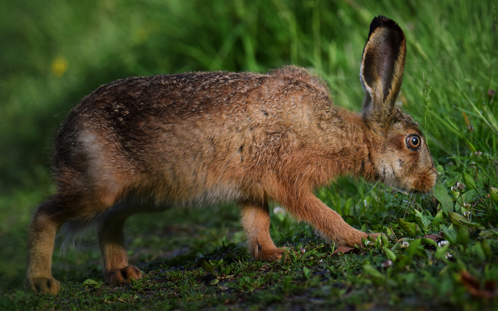 Feldhase - Lepus europaeus