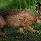 Feldhase - Lepus europaeus