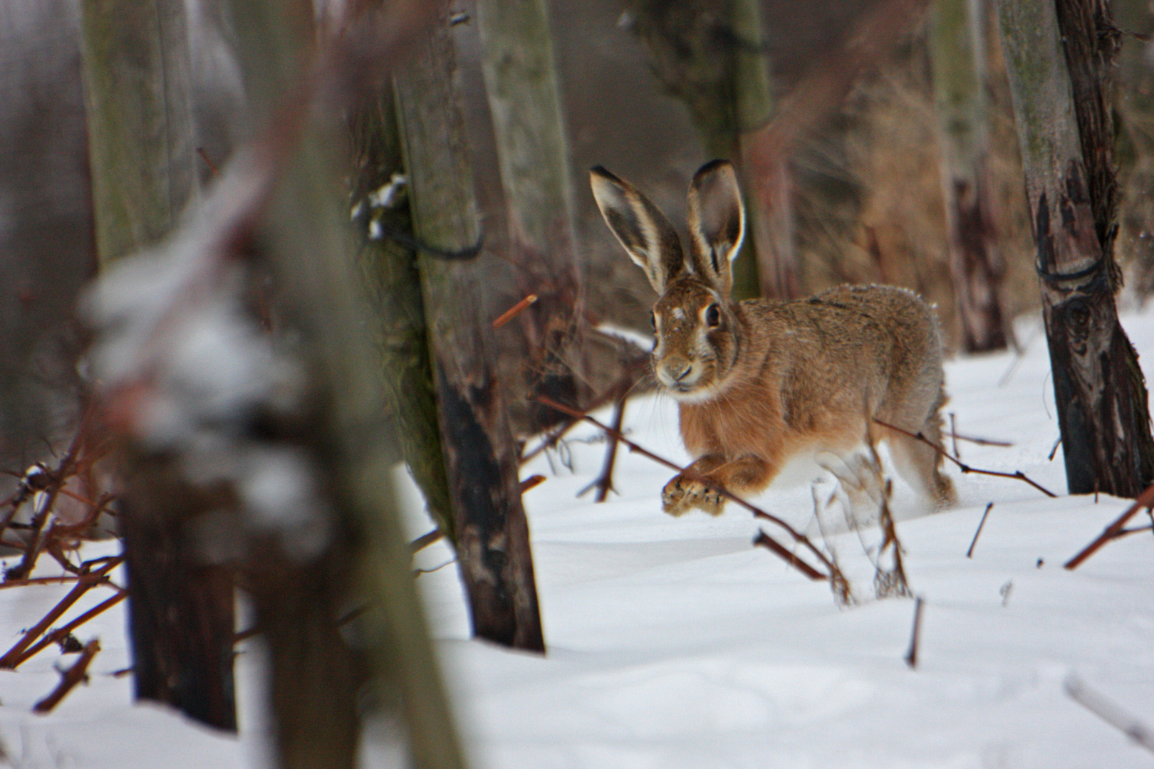 Feldhase (Lepus europaeus)